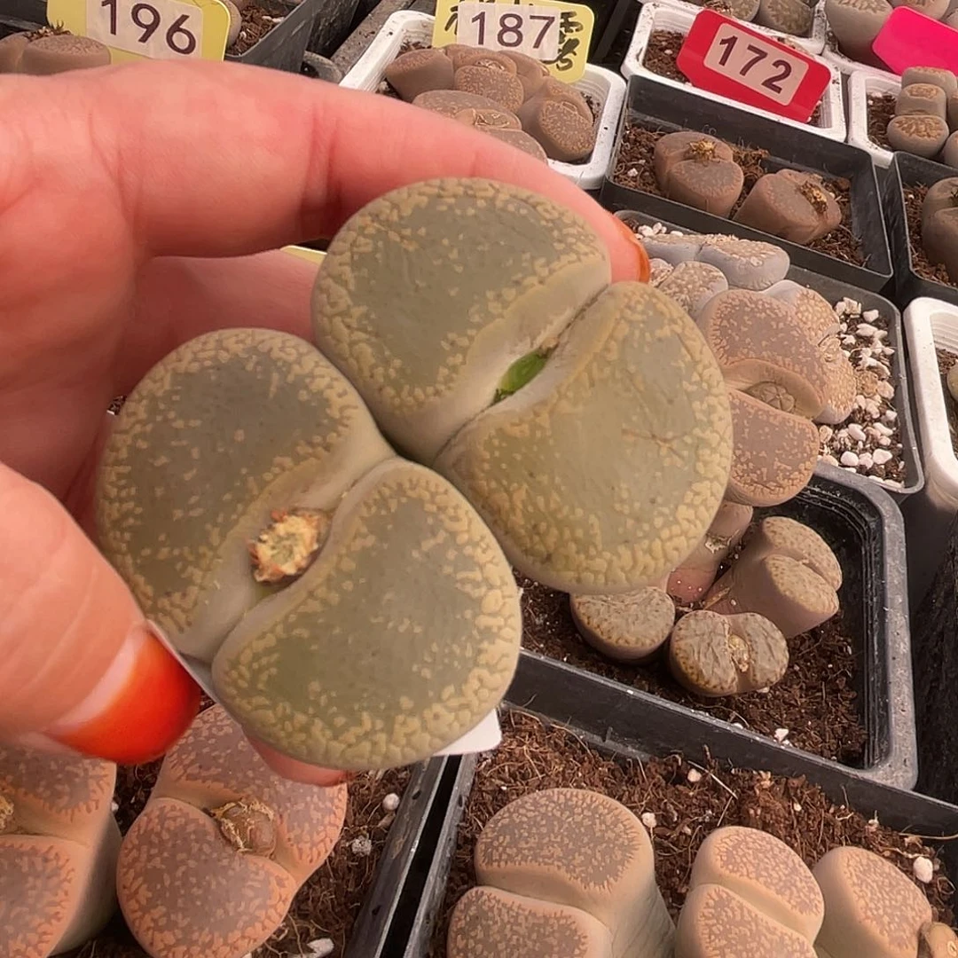 生石花一颗367000