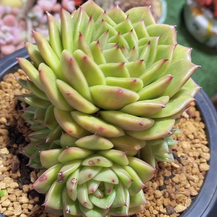 林肯2480多肉植物
