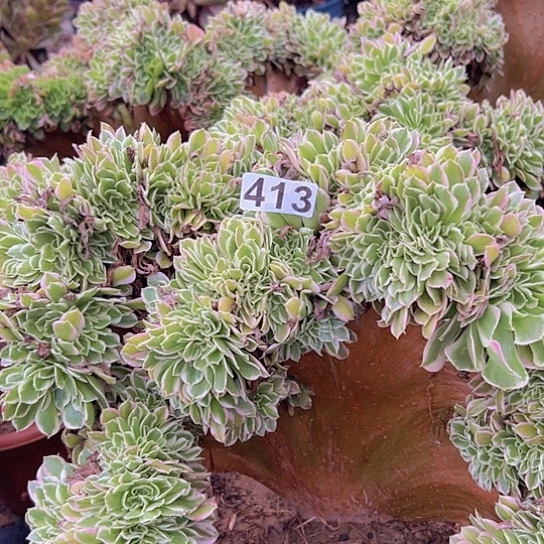 自***好多肉植物一个白凤追