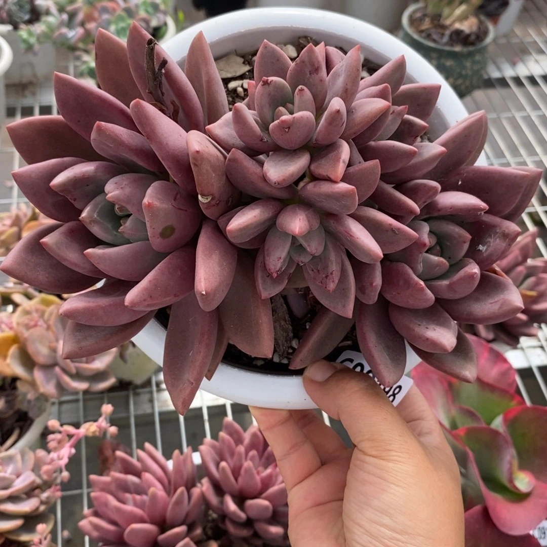 9198桃花源一物一拍