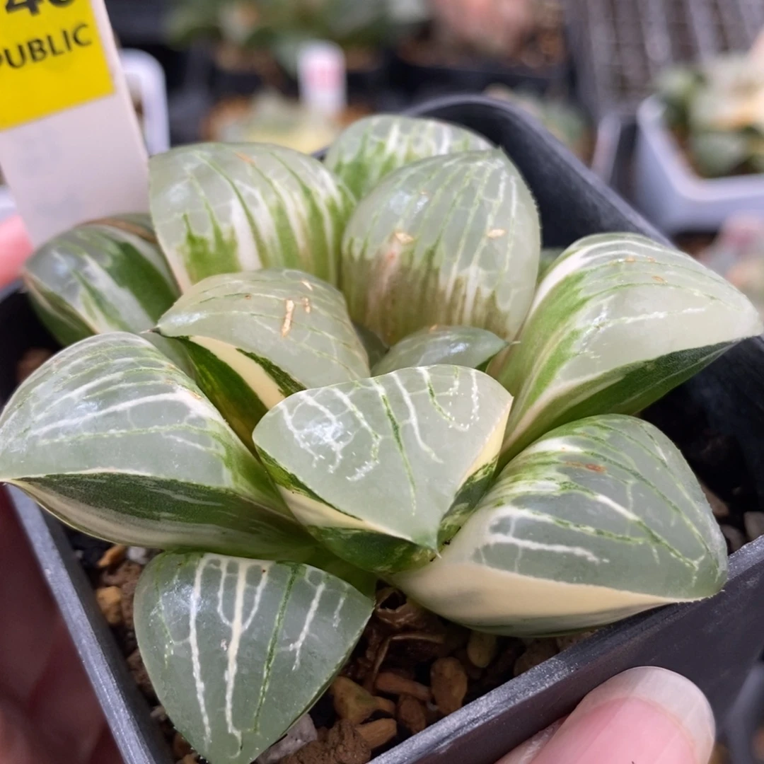 140实生丸叶寿锦一物一拍