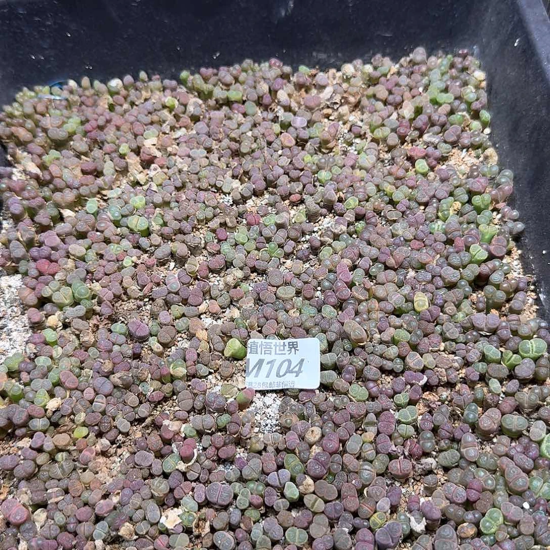多肉植物的润泽wf
