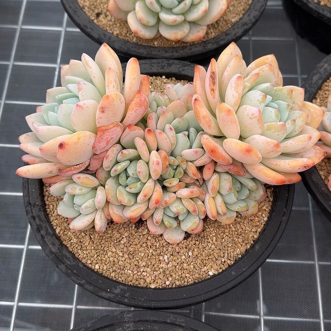 从前慢花园精选冷香