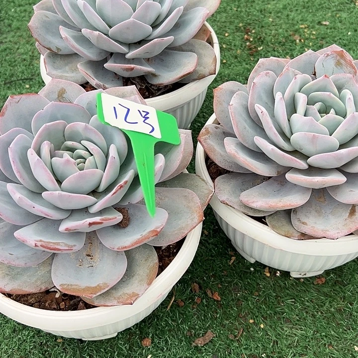 12奶茶一个脱土多肉