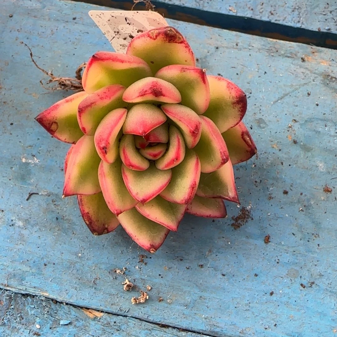 星**星汉娜锦  多肉植物