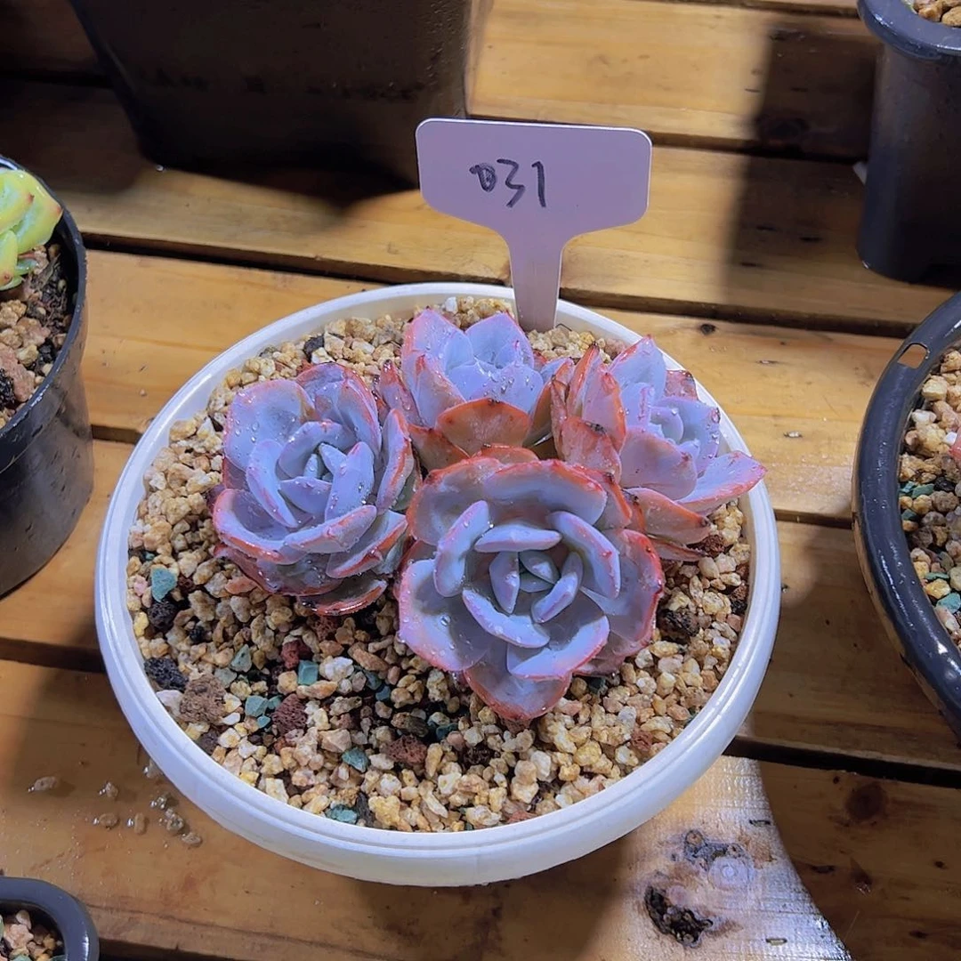 ?****花031奶茶4头。。。。。