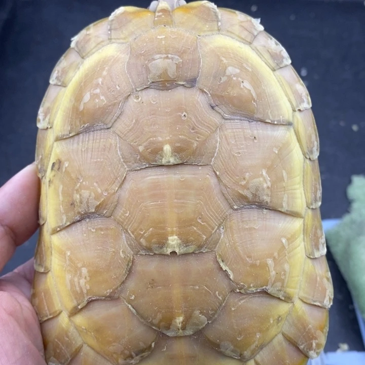 巴西彩龟母6666666