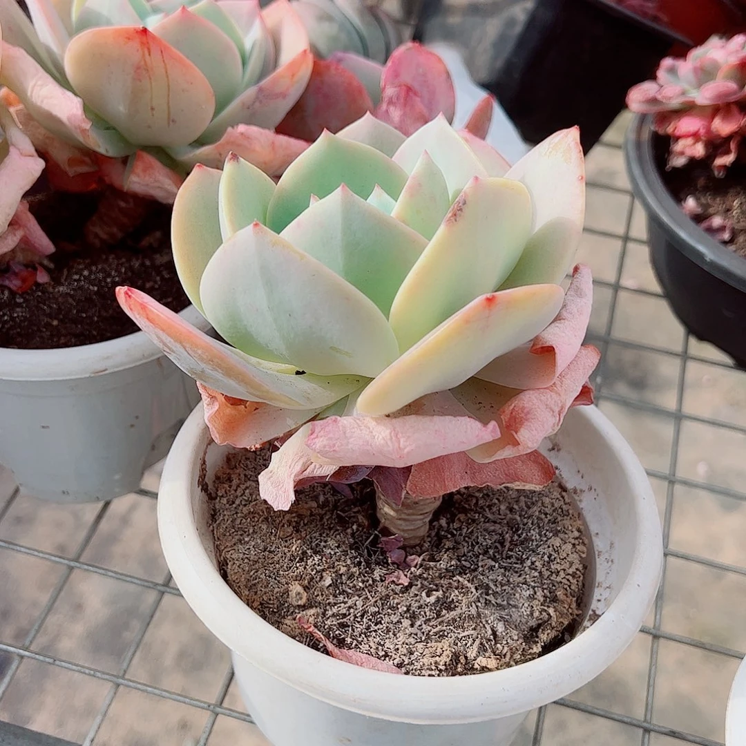 白凤大单头精品特价