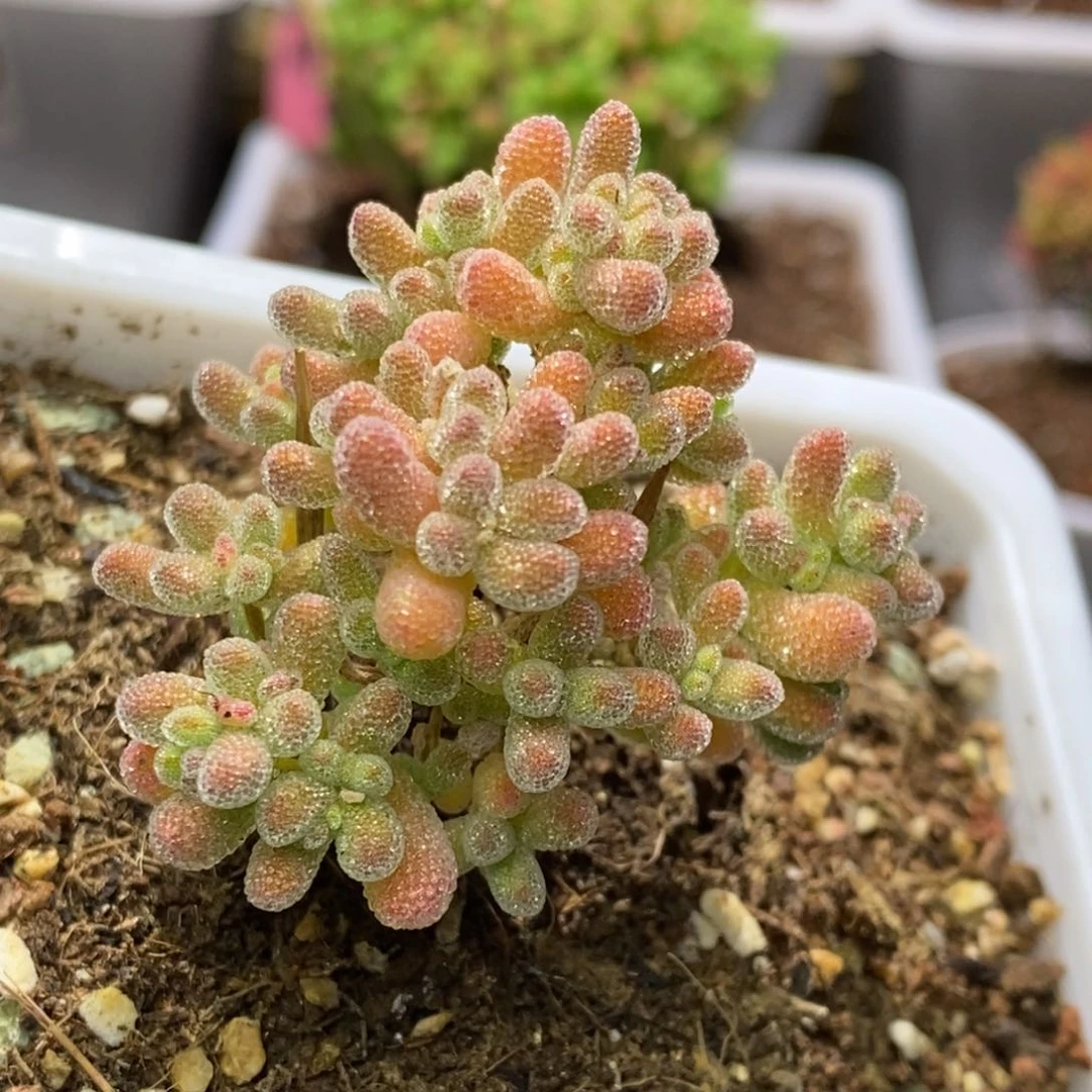 猫*冰晶杂A688售后