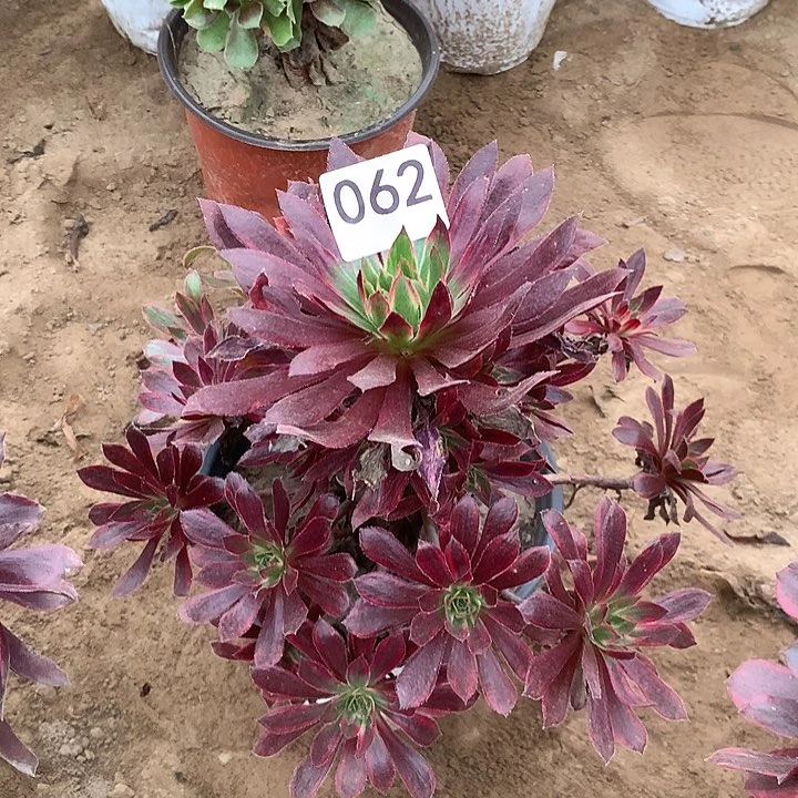 无花朵062孔雀北