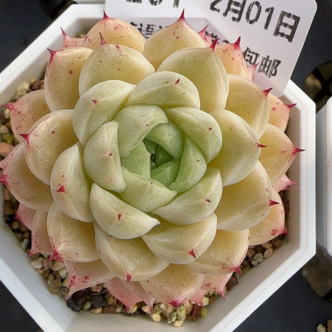 花语逸镜0201-201