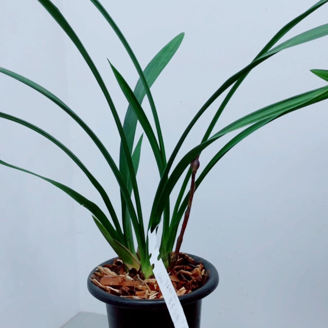 【闪购商品】无花朵可**冰