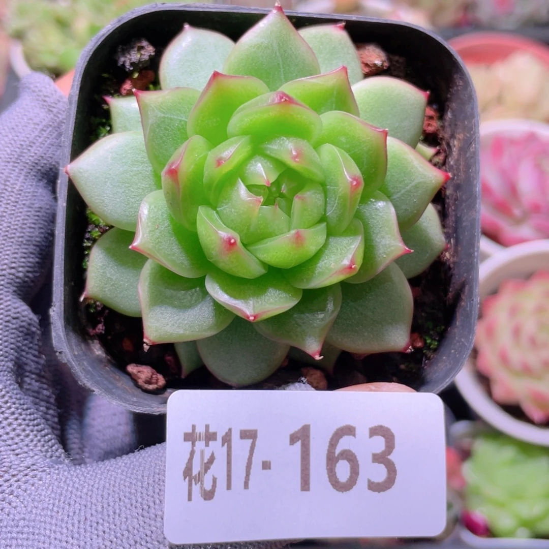 花利美17-163海王