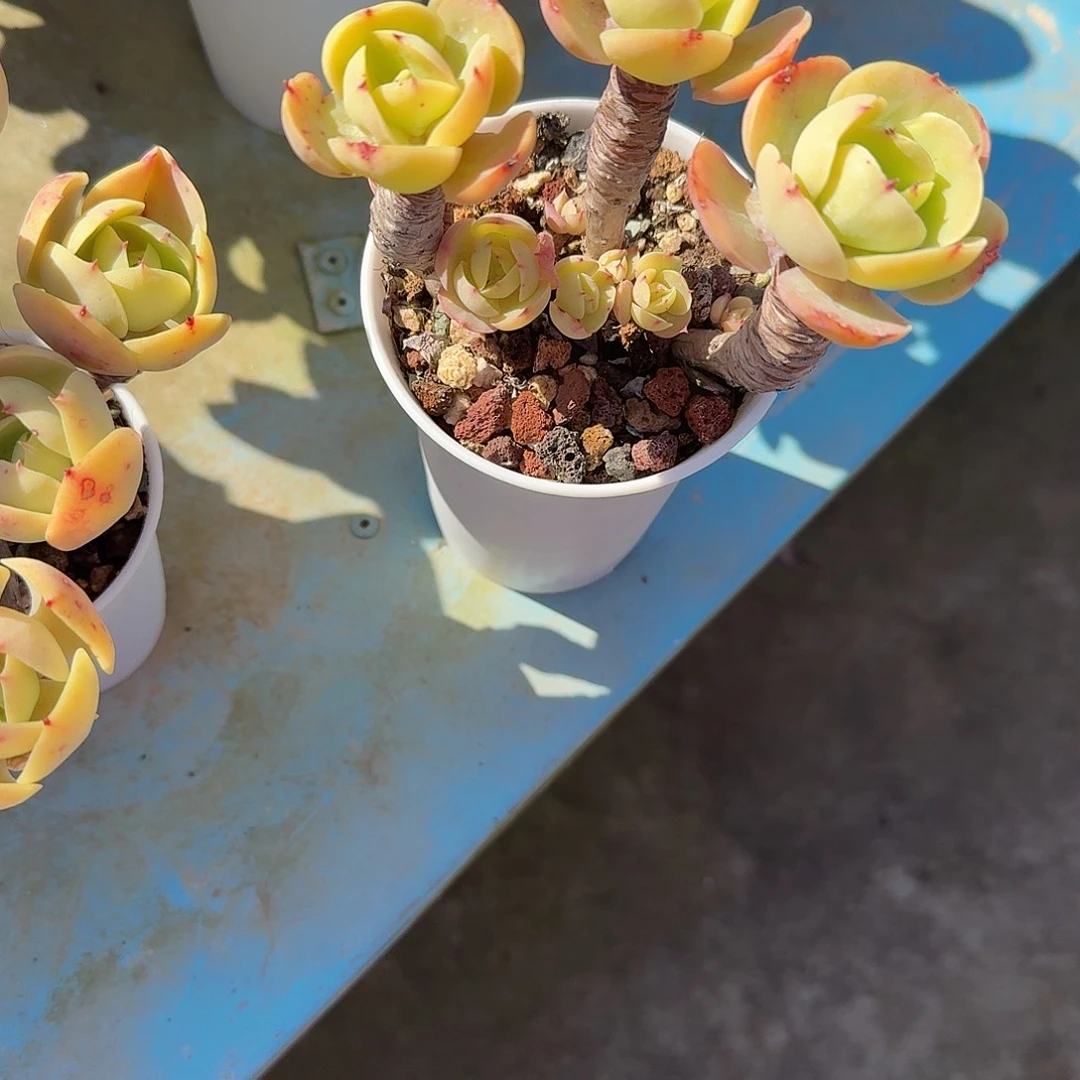 古***城鸡蛋碧桃多肉植物一颗