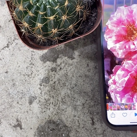 33牡丹，4-6公分左右