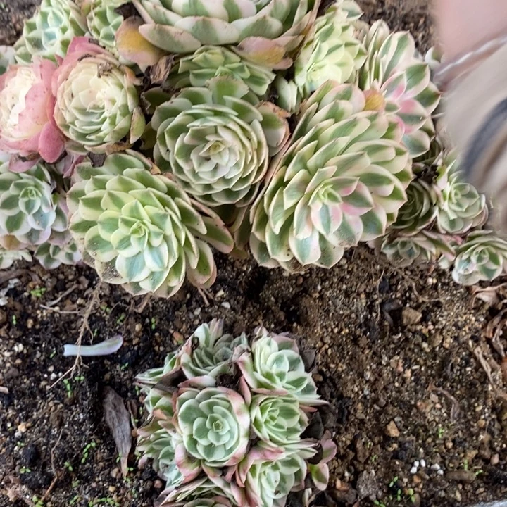 ****煜04809荔枝多肉植物法师