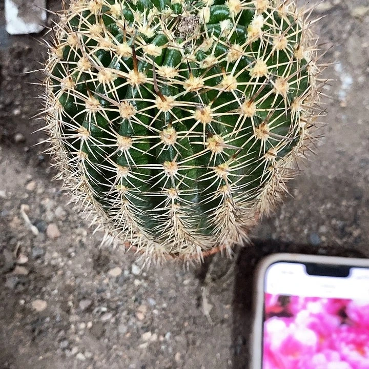 丘比特仙人球3467888
