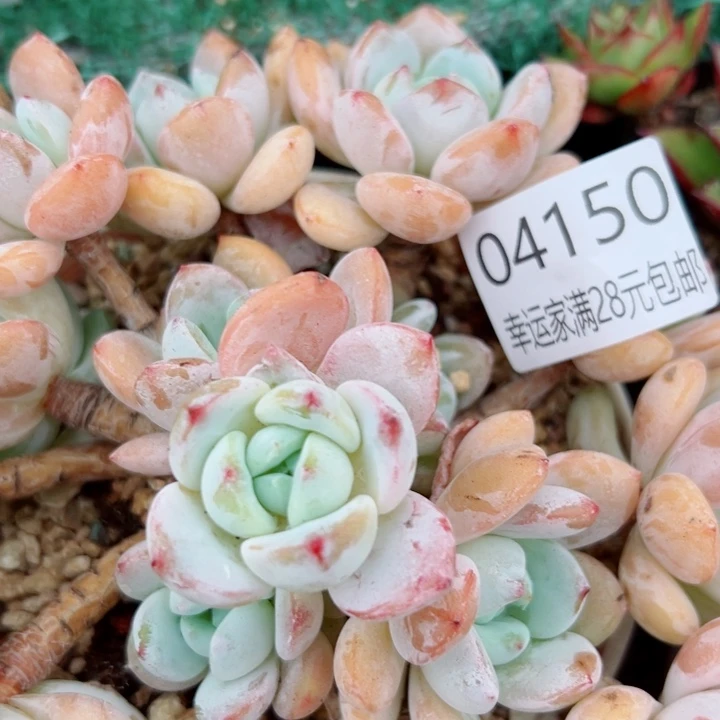 幸运的是我还没遇到你的