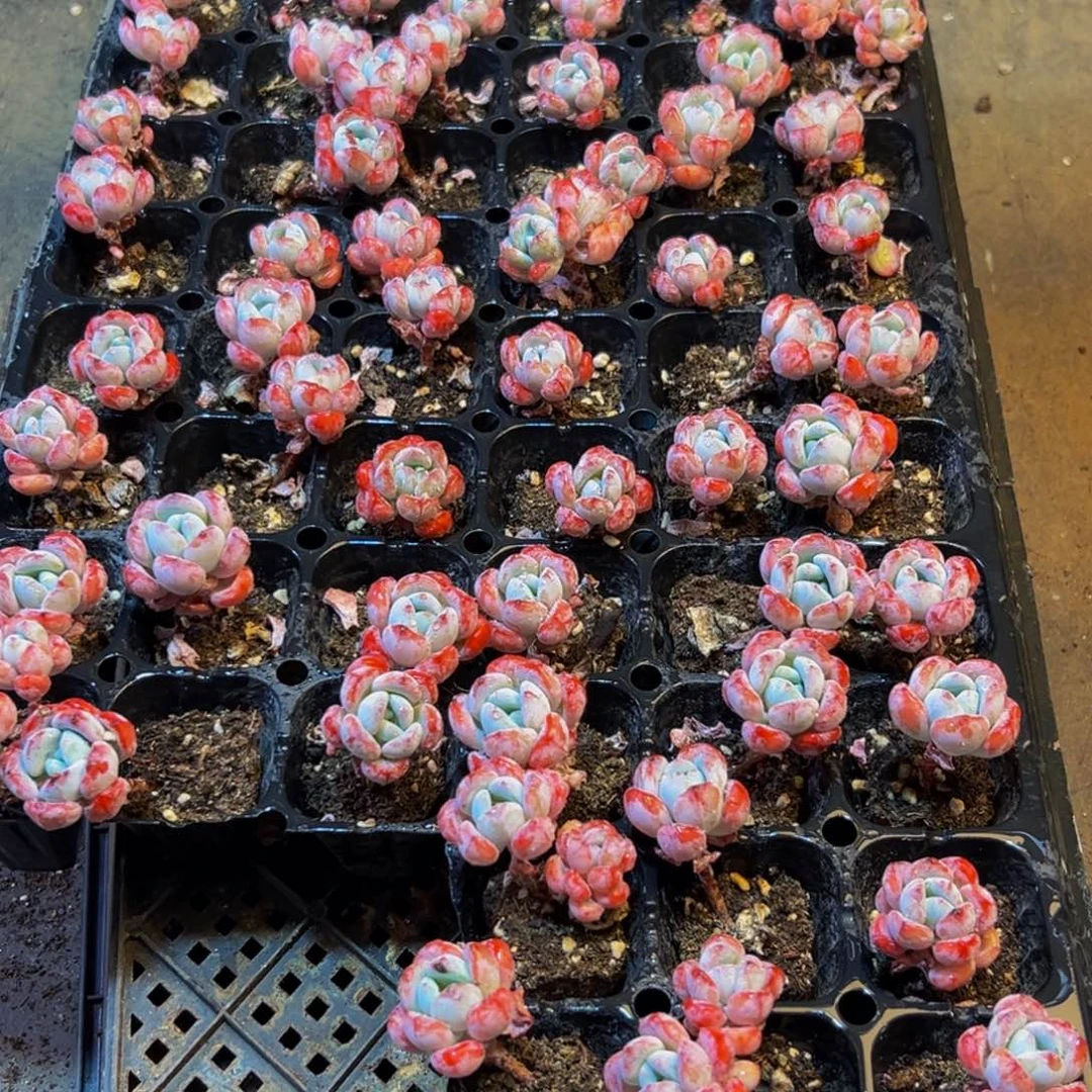 530多肉的我都吃不上