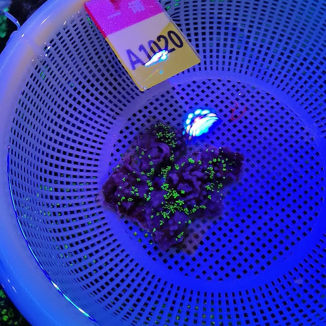 草皮珊瑚草皮珊瑚单选择发