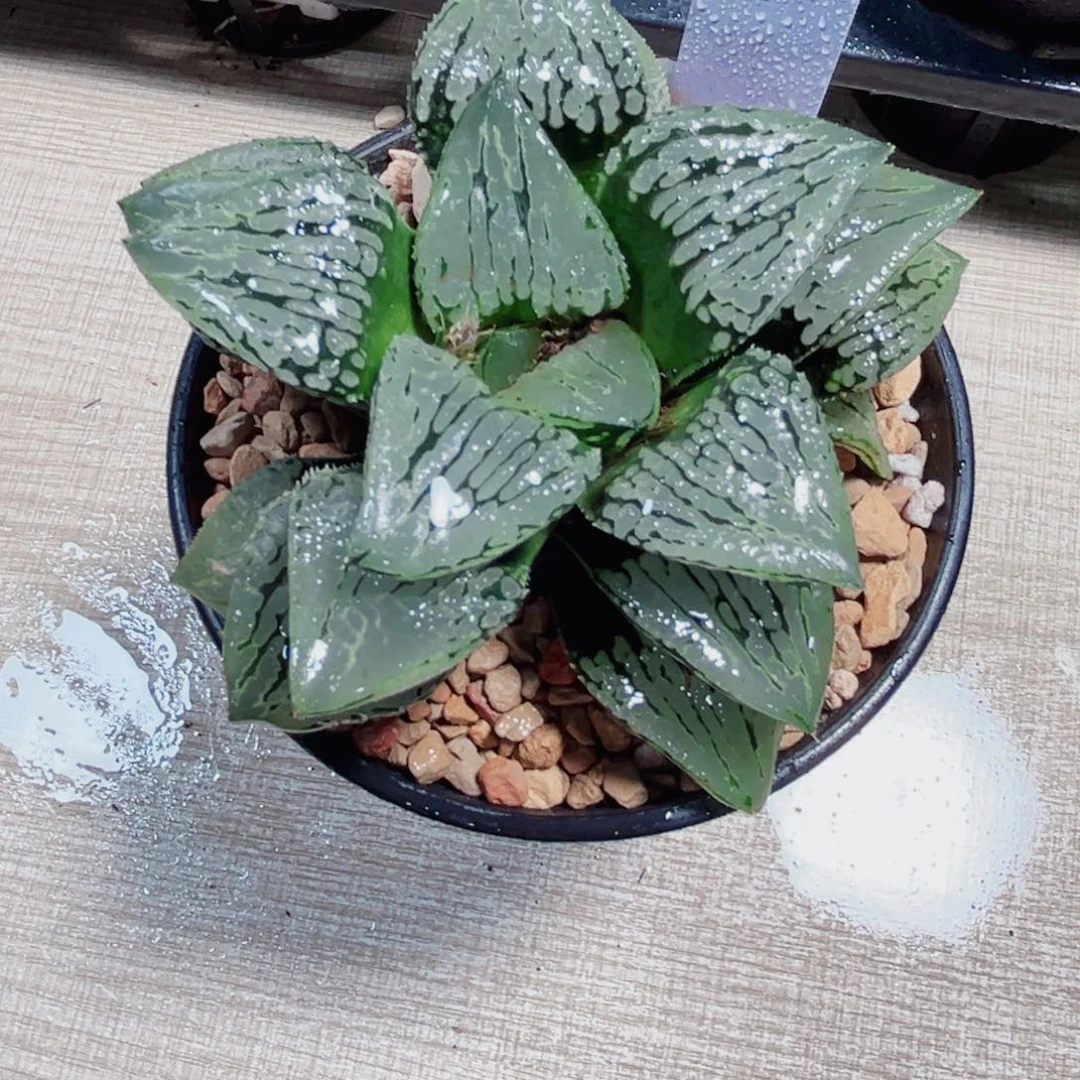 马丽丽女王多肉植物6666