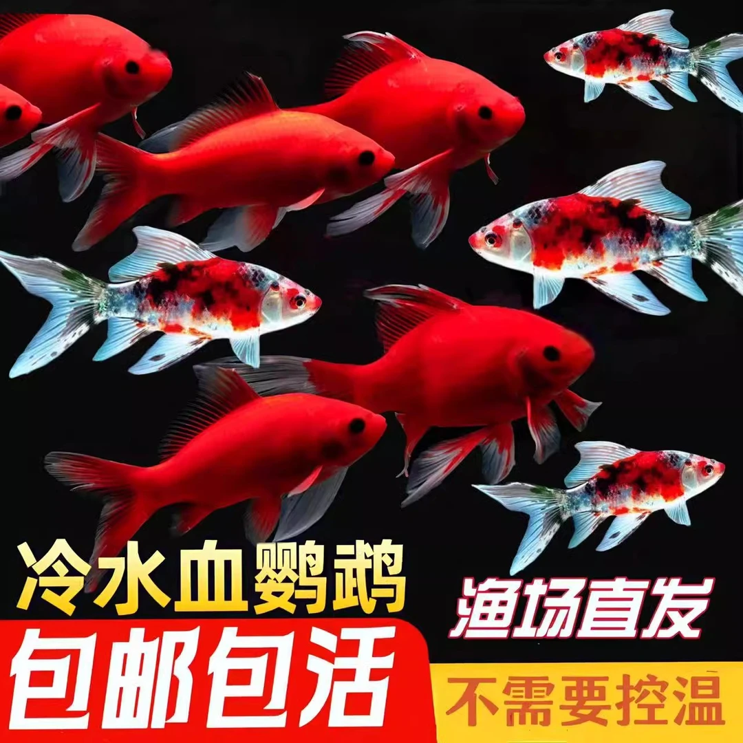 冷水血鹦鹉鱼招财鱼淡水冷水鱼苗观赏鱼长尾红草金鱼活鱼好养耐活