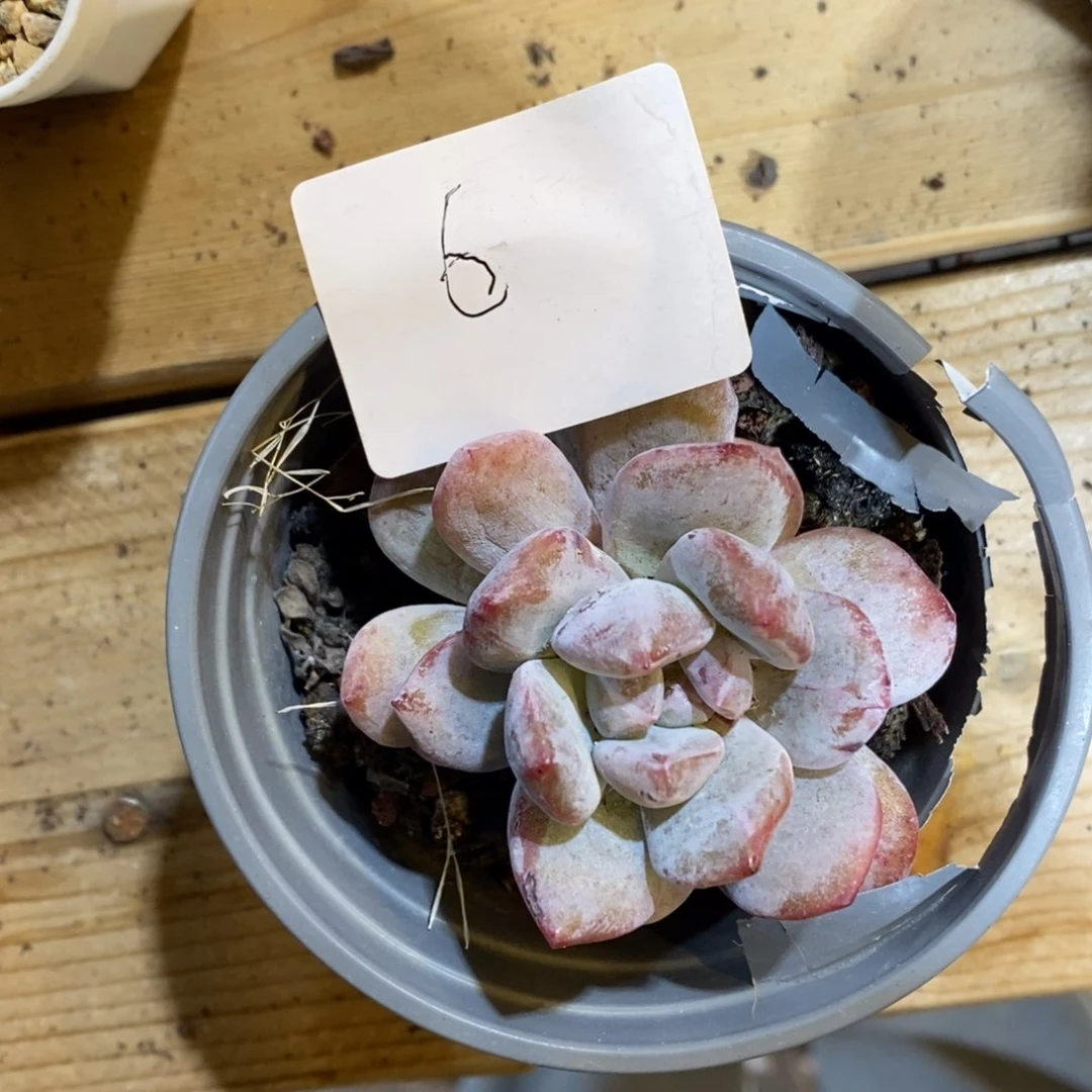 ?****肉单头多肉单头多肉