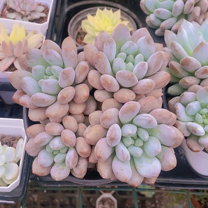 半夏38一盆664949497979