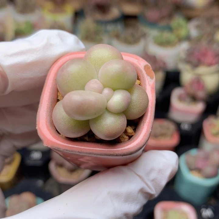 040 黄金奶酪石化 有锦线 状态不错