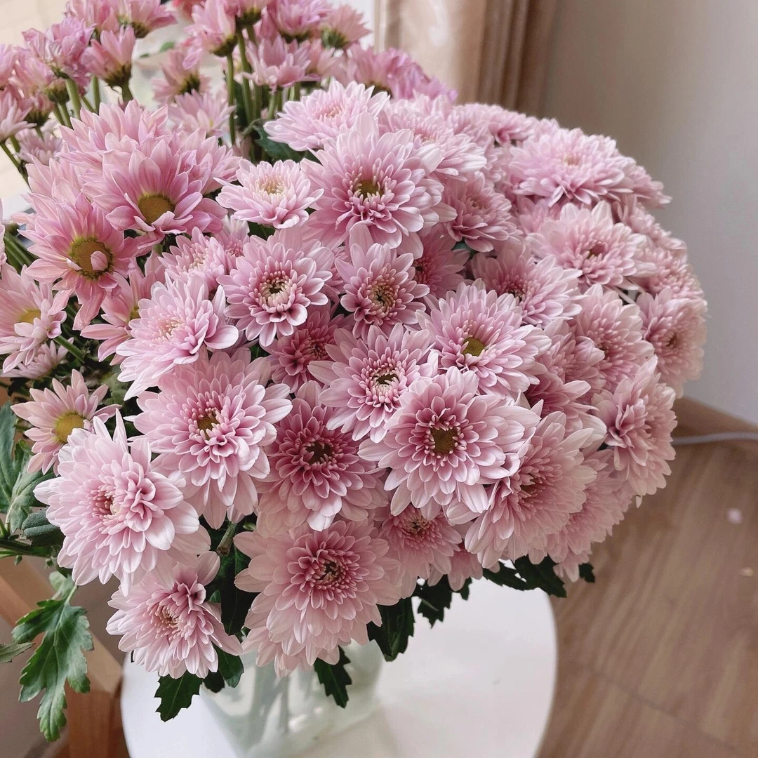 【汉城粉小雏菊】瓶插粉色小雏菊东北鲜花原产地直采直发 顺丰包邮