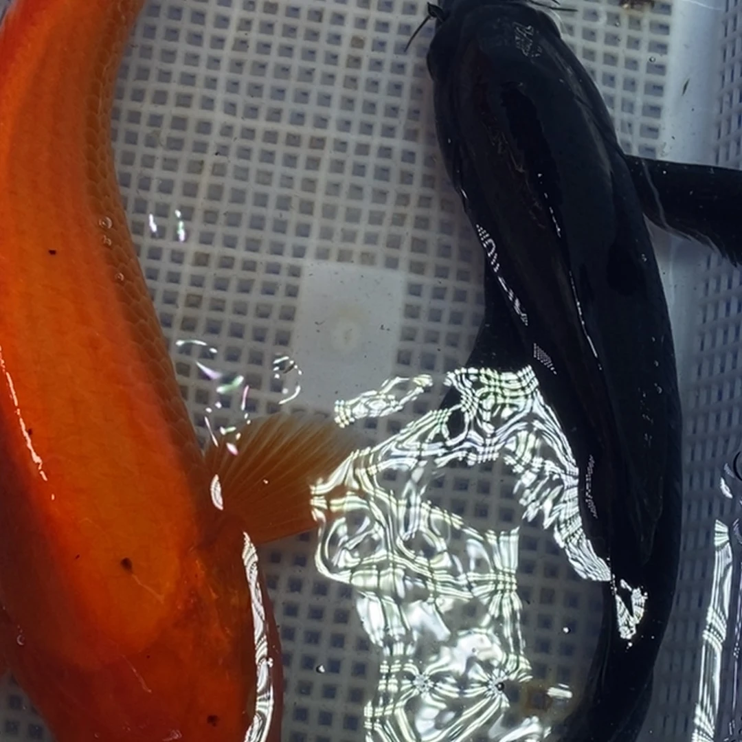 锦鲤冷水锦鲤包邮