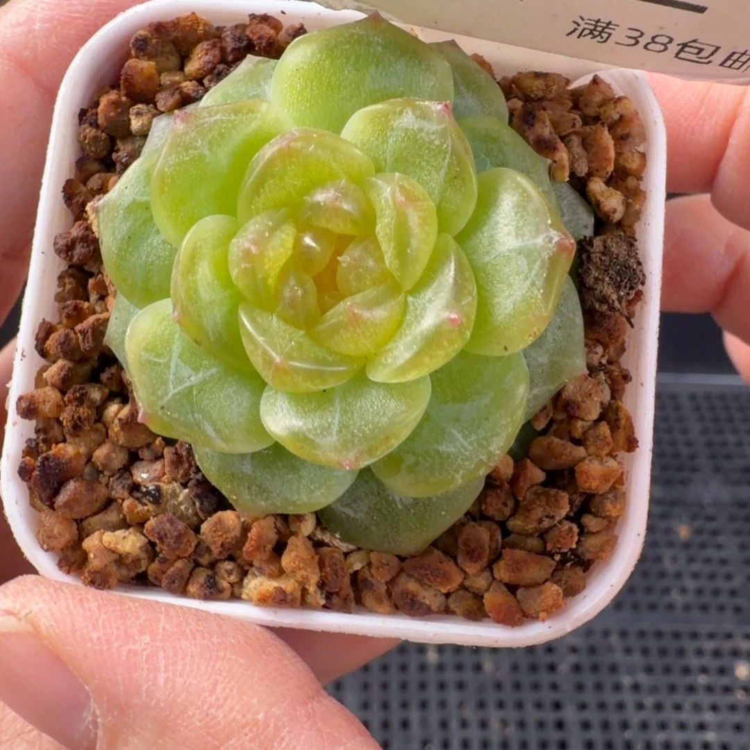 无尽灯单头一颗182号