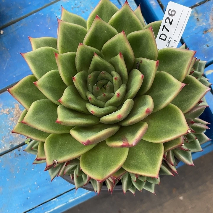 若如东云单拍D726