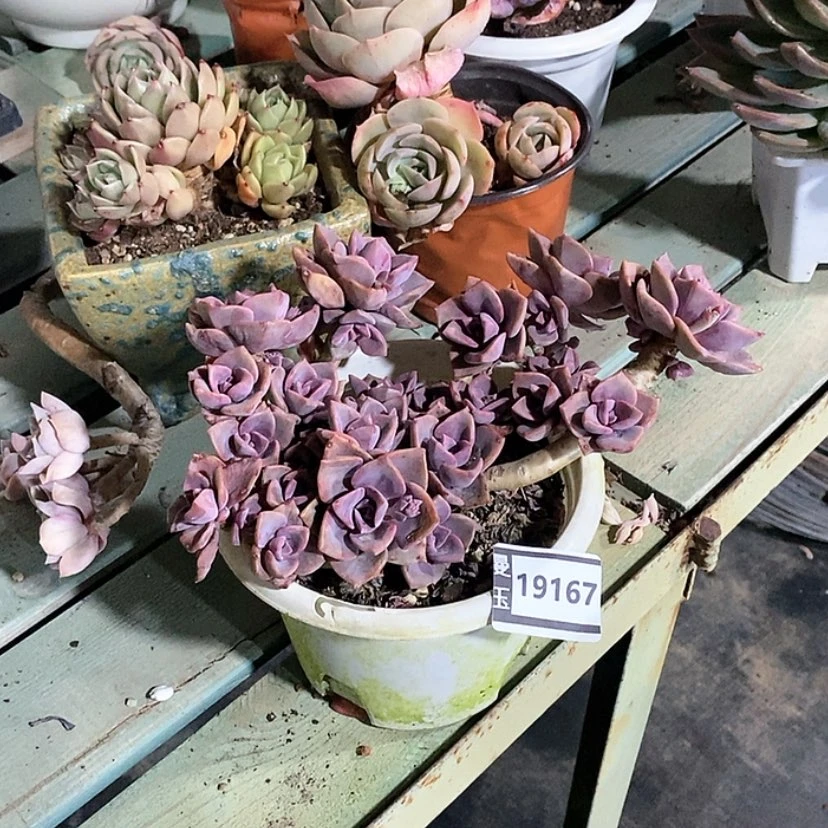 【闪购商品】彩虹糖19167