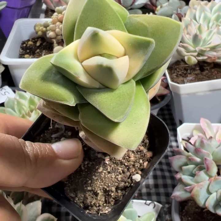 川锦多肉植物量拍
