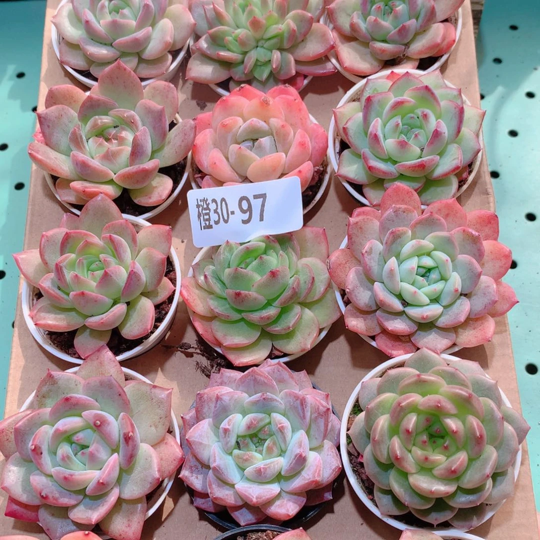 30-97一物一拍多肉带盆18颗