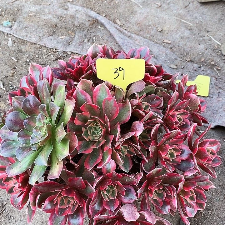 39 一颗女妖法师多肉