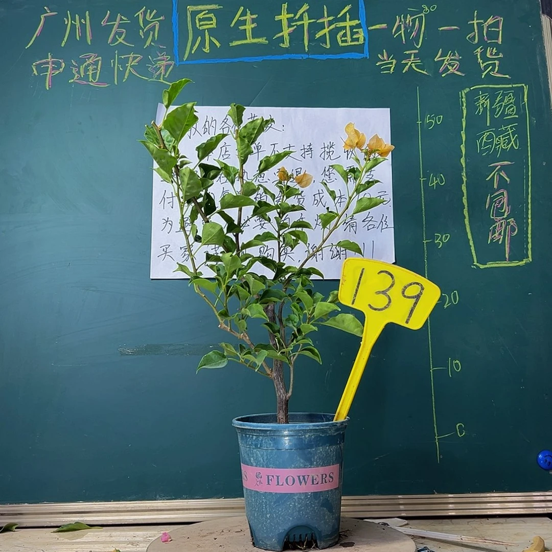 当前无花栽培后可以开花黄美人139