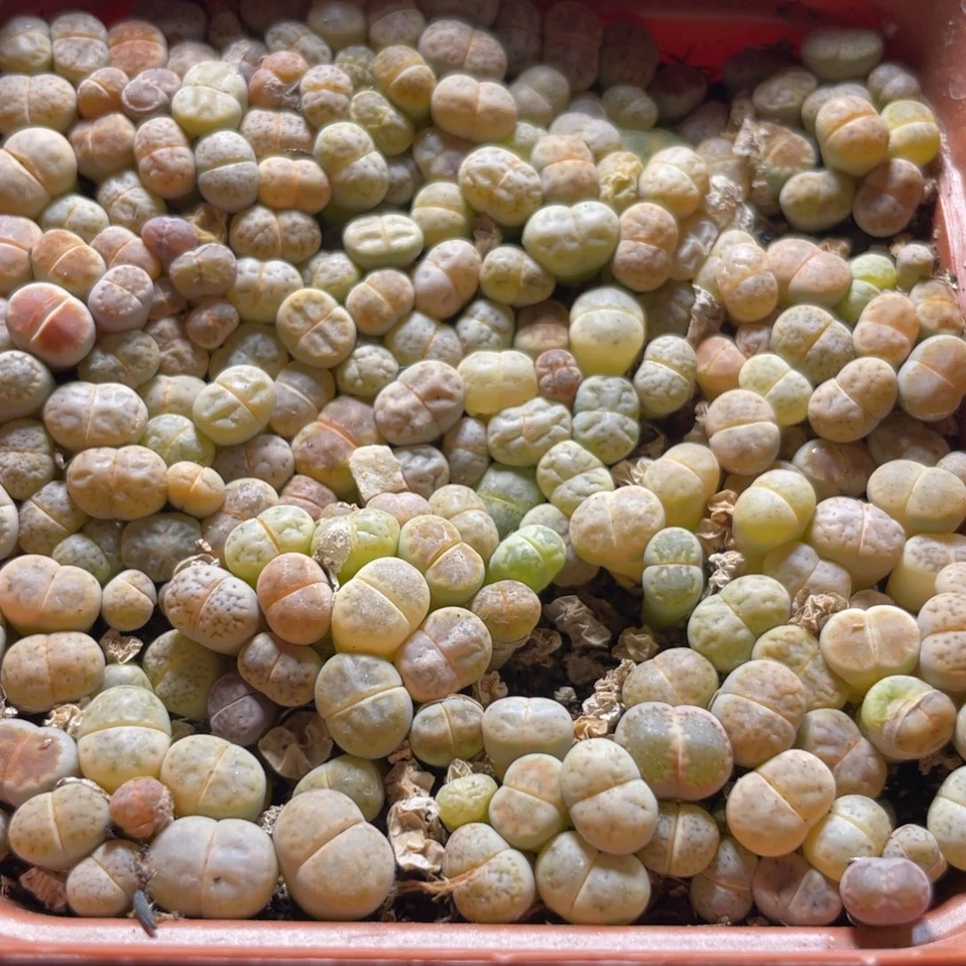 今晚大盆特价更新～32