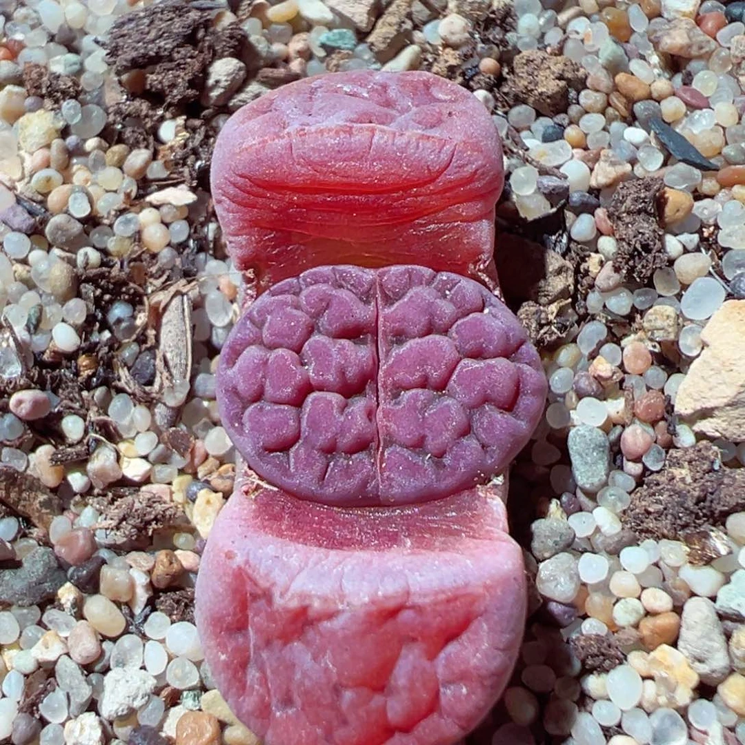 120-177.我的小可爱多肉