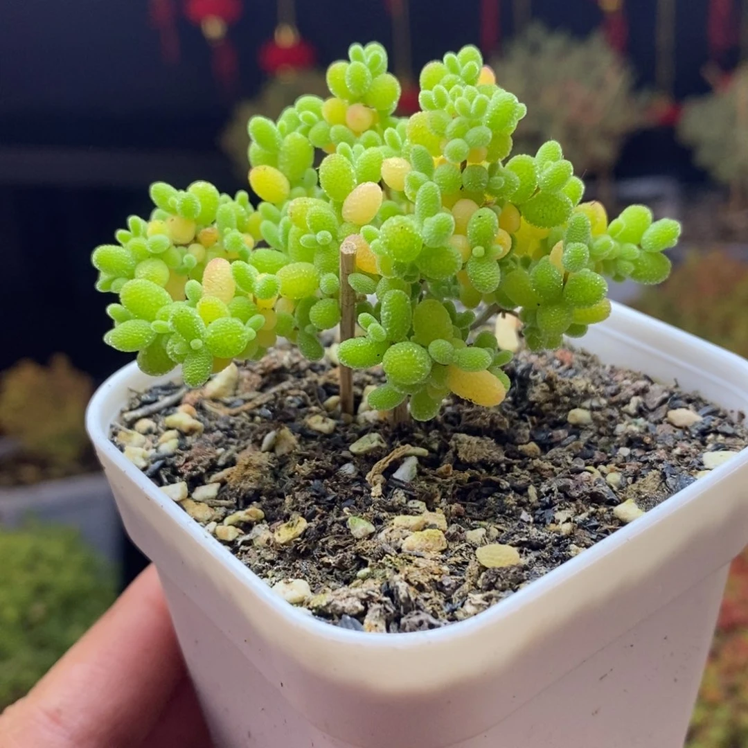 d60号蜜橘糖球枝干多肉