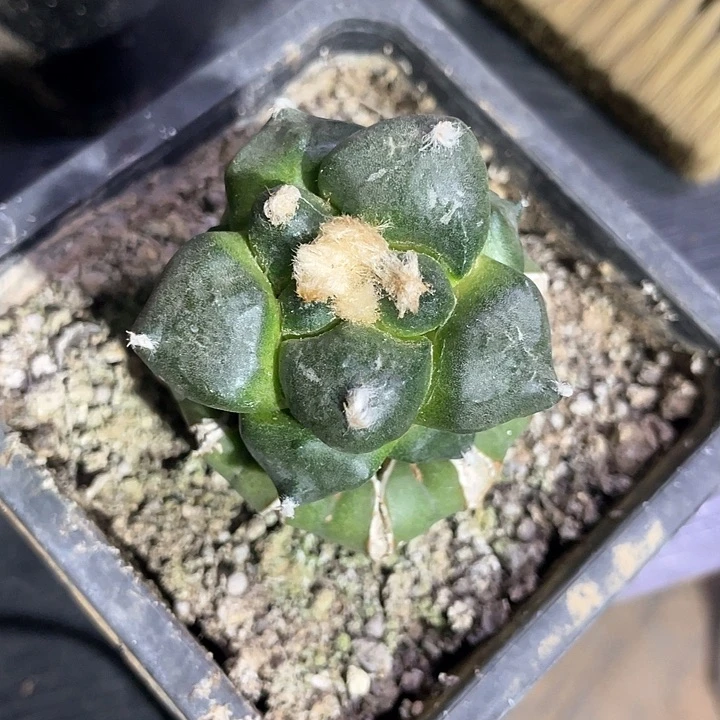 嘟*嘟仙人球苗接花友专拍350