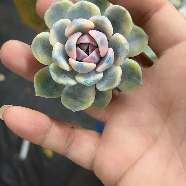 1625汉堡锦炸多肉植物