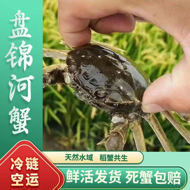 [净重4斤] 盘锦稻田河蟹 1.0-1.3两母蟹+1.0-1.3两公蟹 各2斤