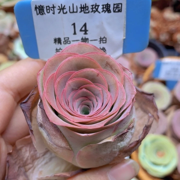 山***妹山地玫瑰14裸根发货不售后