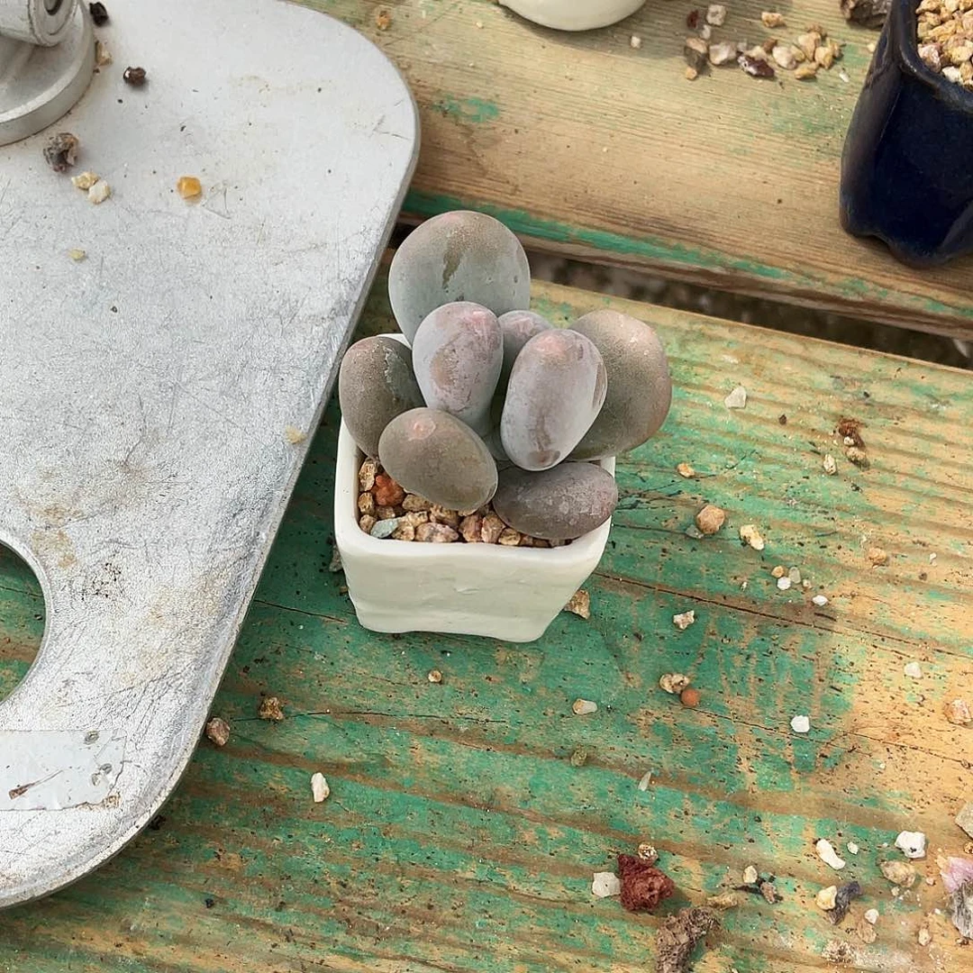 多肉植物的生长发育
