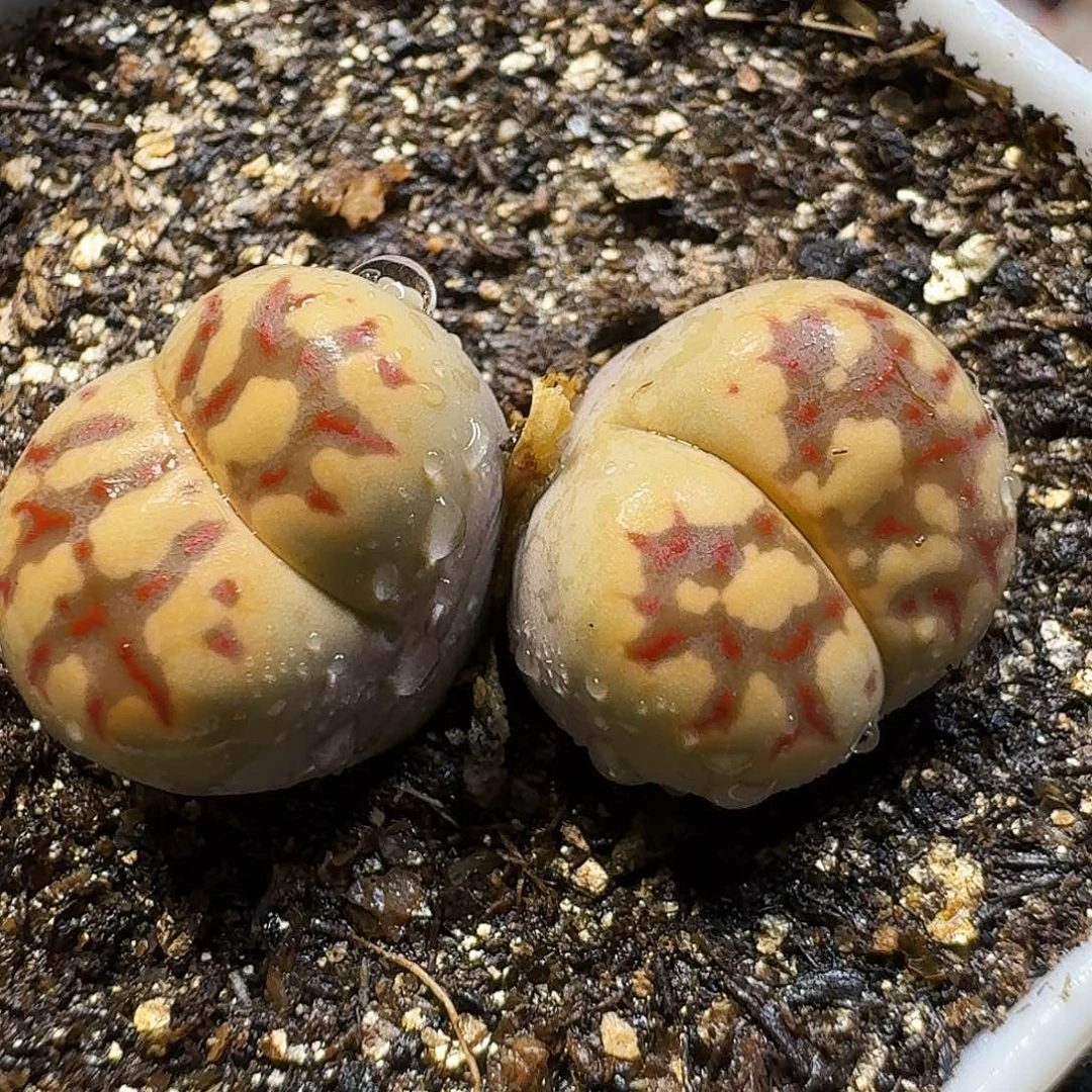 生石花11111。   263