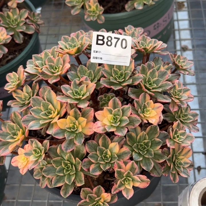 870甜茶20厘米左右