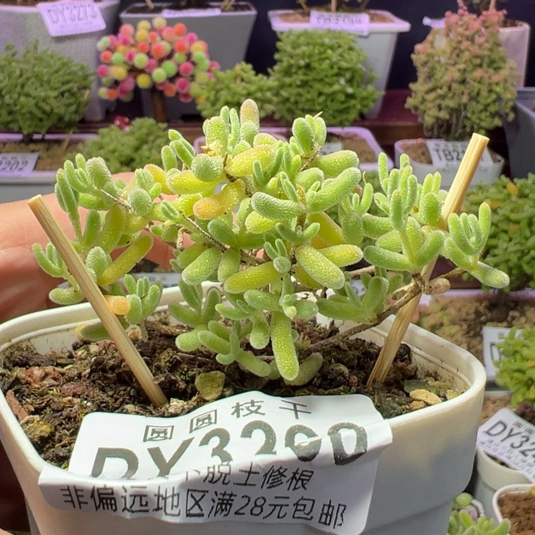 3268冰霜一物一拍