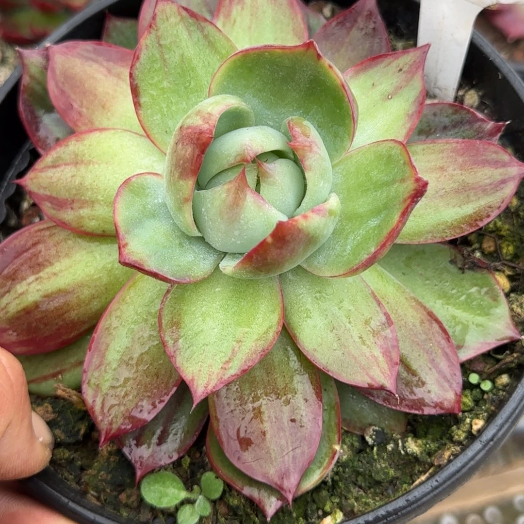 惊鸿一物一拍包装收缩花旱698